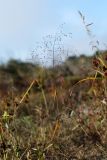 Panicum bisulcatum. Плодоносящее растение. Приморский край, Уссурийский ГО, окр. ж.-д. пл. 9194 км, дол. р. Раздольная на левом берегу, пойма, на песчано-илистой отмели. 22.09.2025.