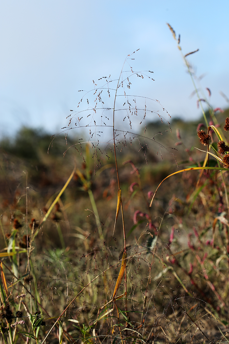 Изображение особи Panicum bisulcatum.
