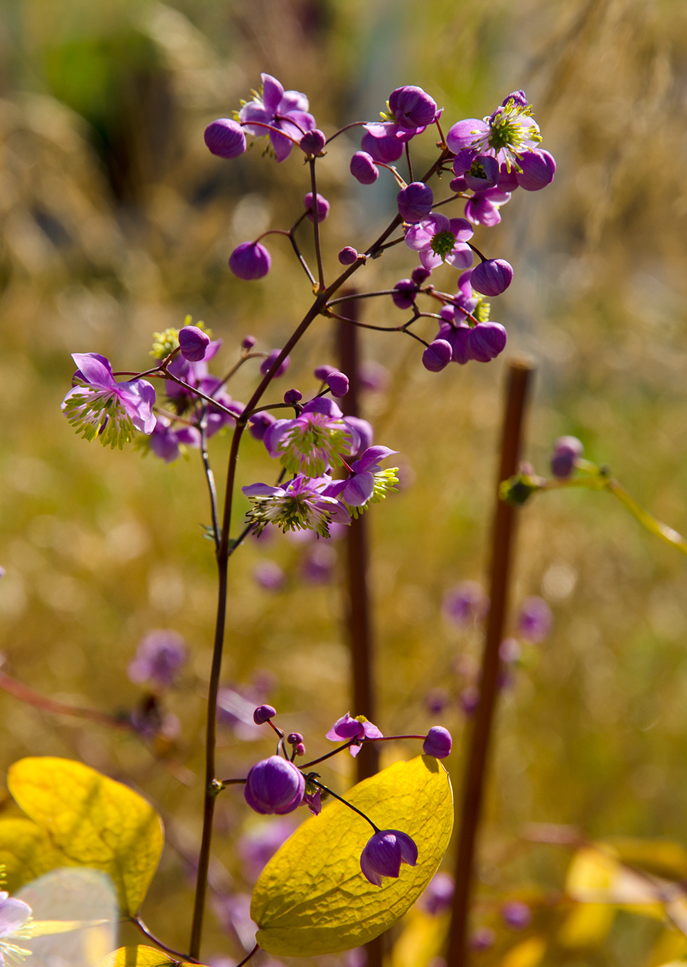 Изображение особи Thalictrum delavayi.