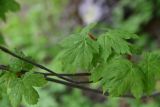 Acer trautvetteri. Листья. Кабардино-Балкария, Эльбрусский р-н, западный склон горы Донгуз-Орун-Гитче-Кара-Баши, выс 2250 м н.у.м., берёзовое криволесье. 17 июня 2025 г.