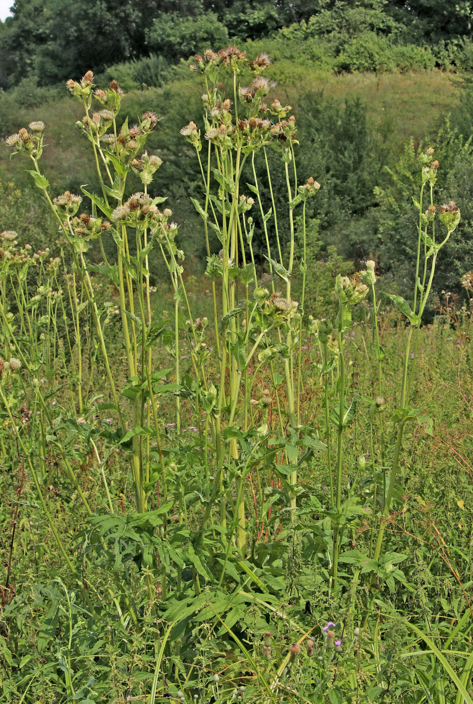 Изображение особи Cirsium oleraceum.