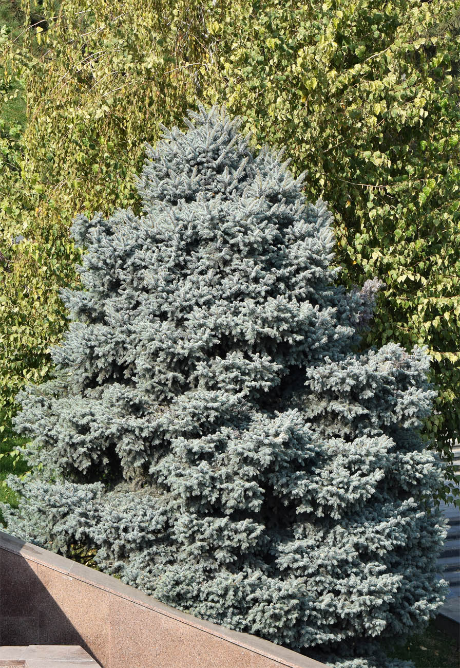 Image of Picea pungens f. glauca specimen.