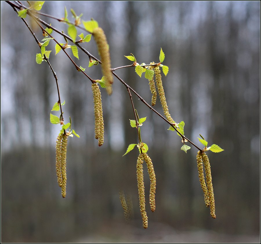 Изображение особи Betula pendula.