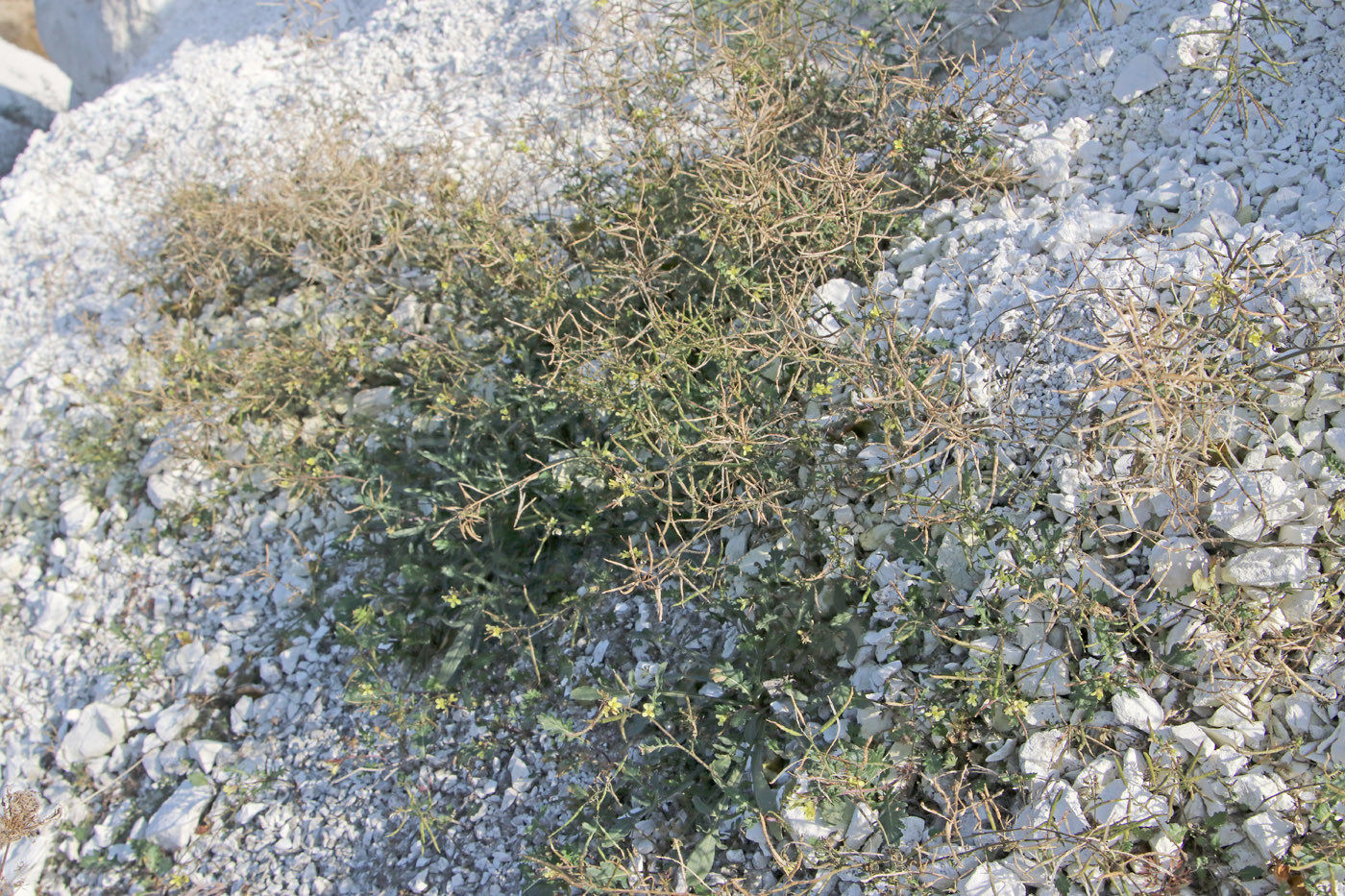 Image of Erucastrum gallicum specimen.