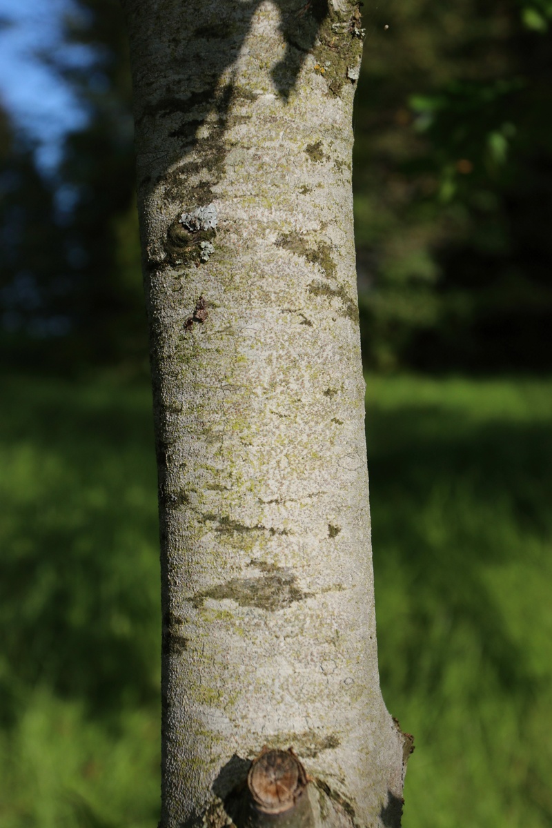 Изображение особи Quercus rubra.