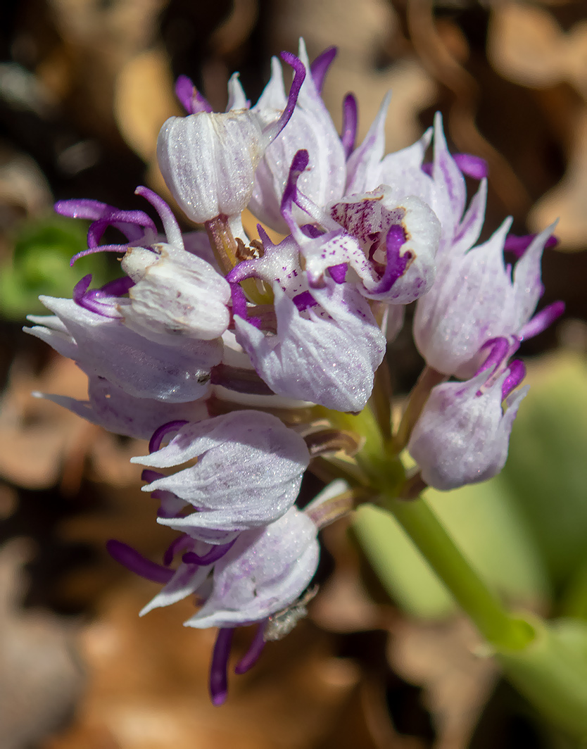 Image of Orchis simia specimen.