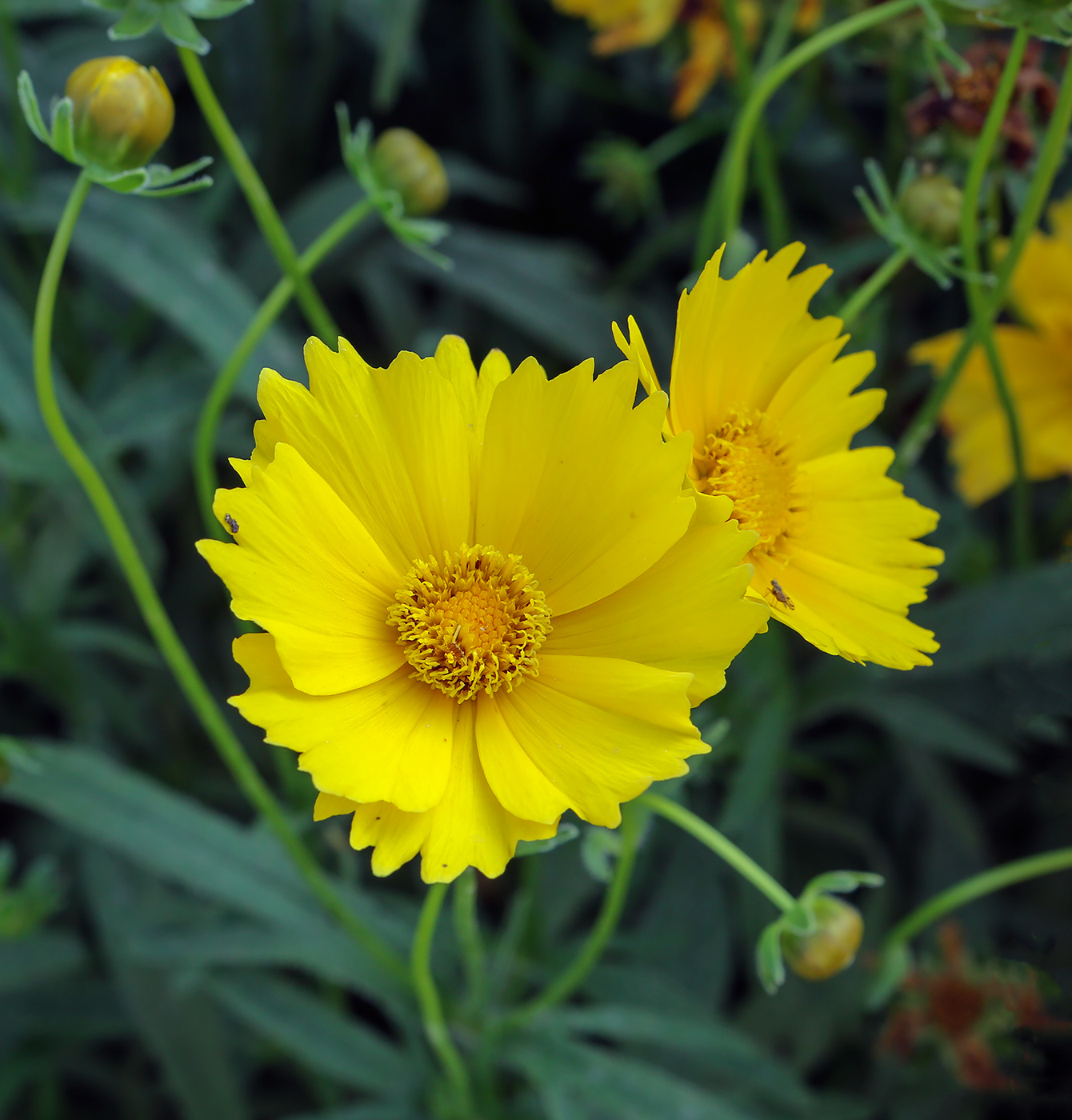 Image of Coreopsis lanceolata specimen.