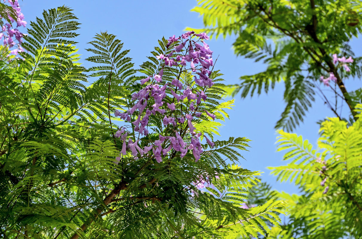 Изображение особи Jacaranda mimosifolia.