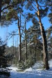 Pinus sylvestris. Старые деревья (в том числе мёртвое) и подрост различного возраста на краю соснового леса. Ленинградская обл., окр. пос. Большая Ижора, побережье Финского залива, старый песчаный береговой вал. 15.02.2026.