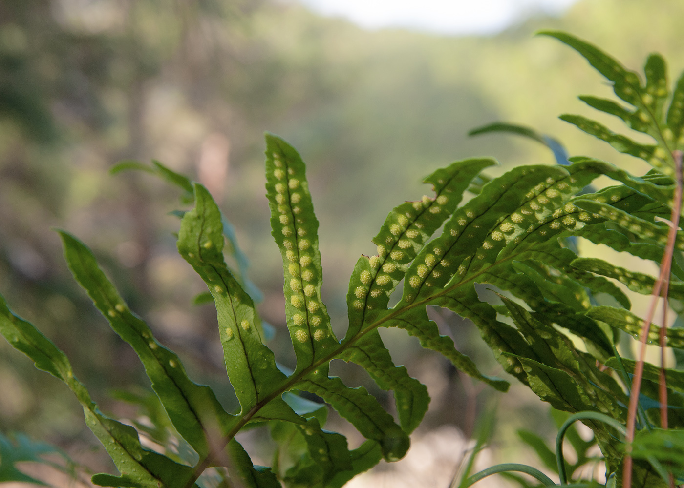 Изображение особи Polypodium cambricum.