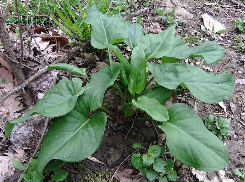 Image of genus Arum specimen.