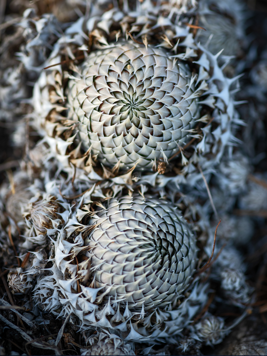 Изображение особи Orostachys spinosa.