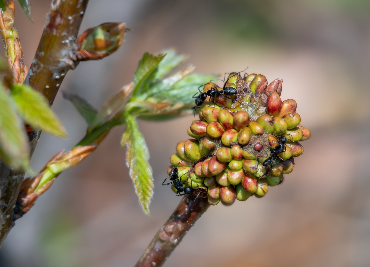 Image of Quercus mongolica specimen.