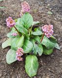 Bergenia crassifolia. Цветущее растение. Волгоград, пос. 1-3. 12.04.2026.