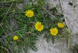 genus Taraxacum