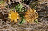 Carlina hispanica
