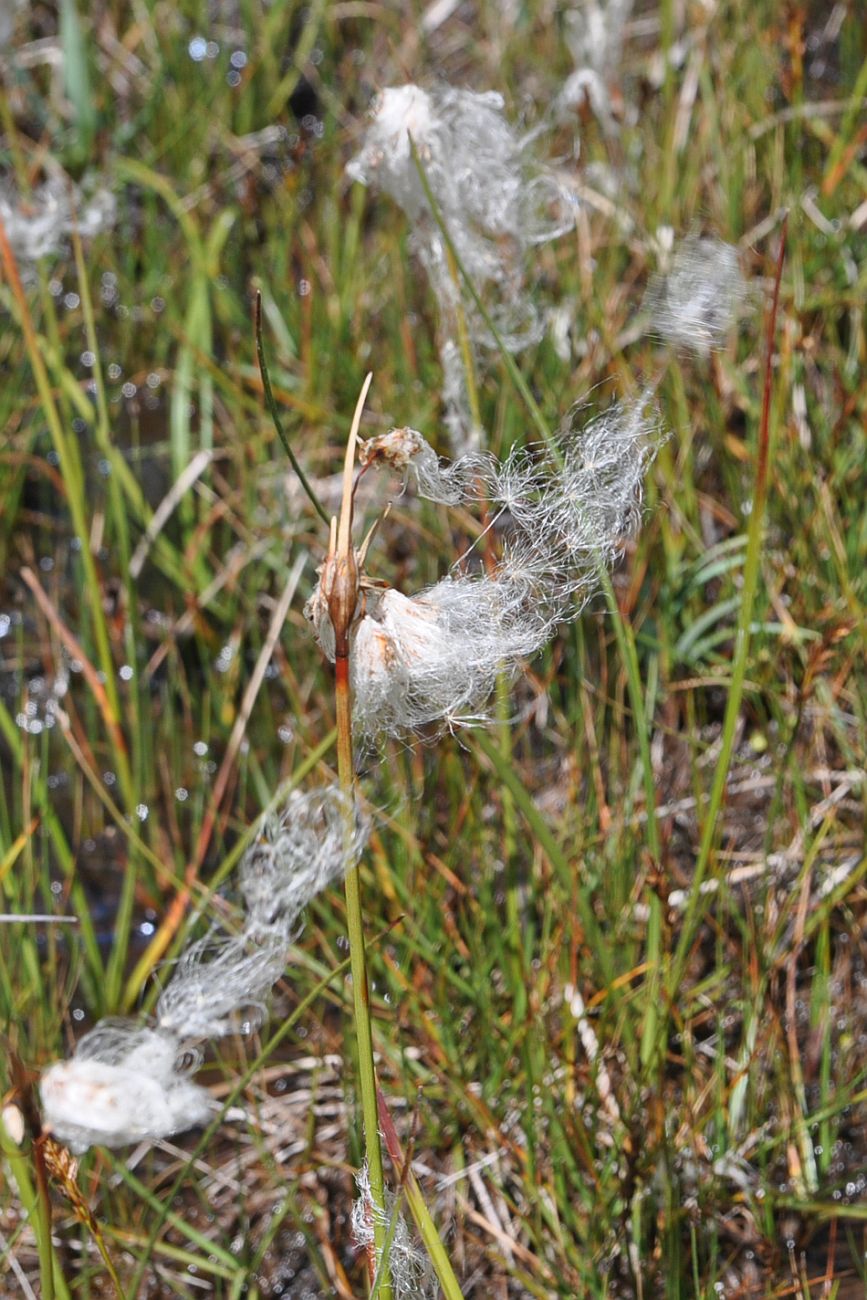 Image of genus Eriophorum specimen.