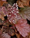Heuchera pulchella. Соцветие. Китай, г. Шанхай, в культуре. 26.05.2025.