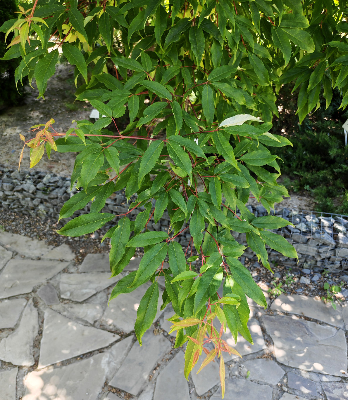Image of Acer mandshuricum specimen.