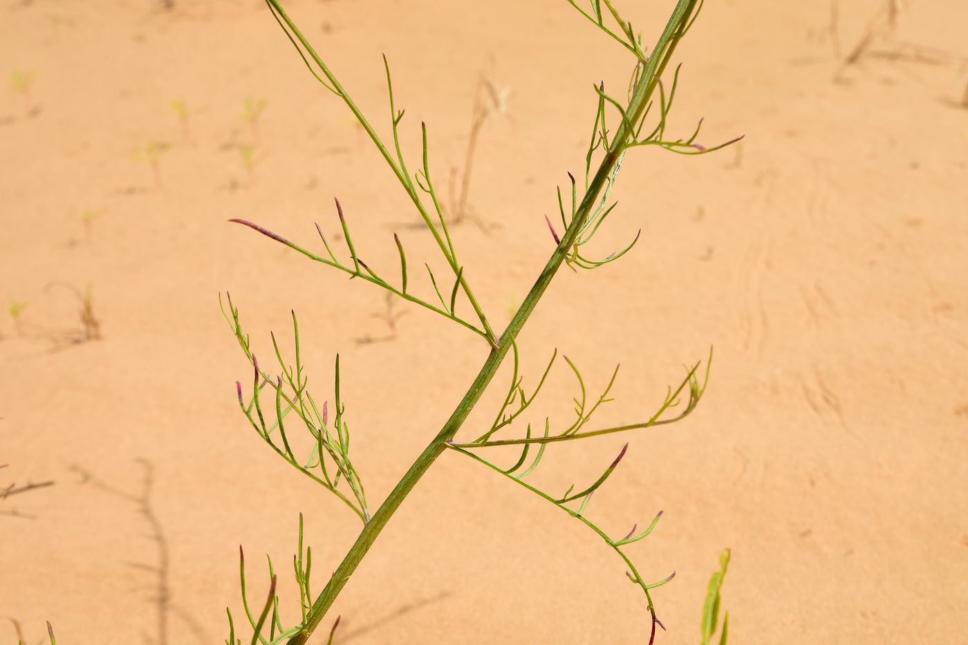 Image of Centaurea arenaria specimen.