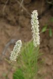 Phleum pratense. Соцветия. Московская обл., г. о. Пущино, обочина дороги. 27.06.2026.