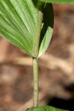 Epipactis helleborine