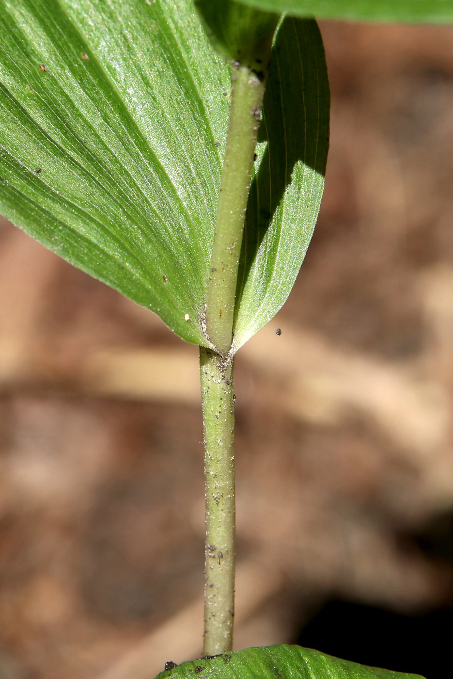 Image of Epipactis helleborine specimen.