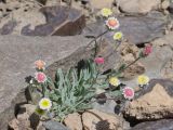 Erigeron andryaloides