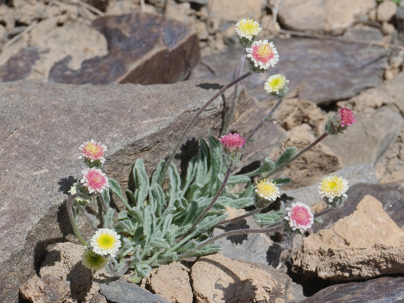 Image of Erigeron andryaloides specimen.