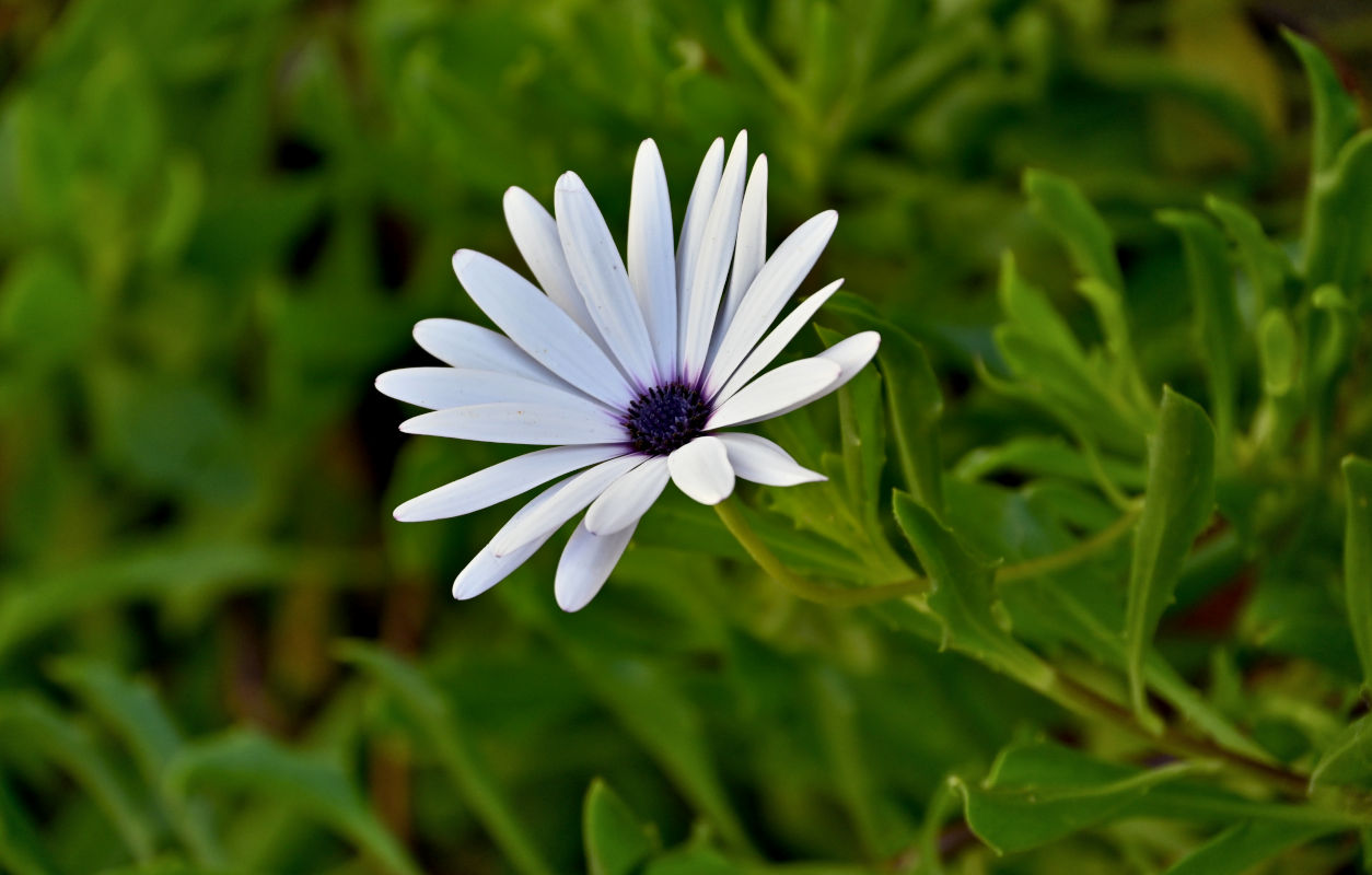Изображение особи Osteospermum fruticosum.