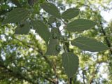 Celtis australis