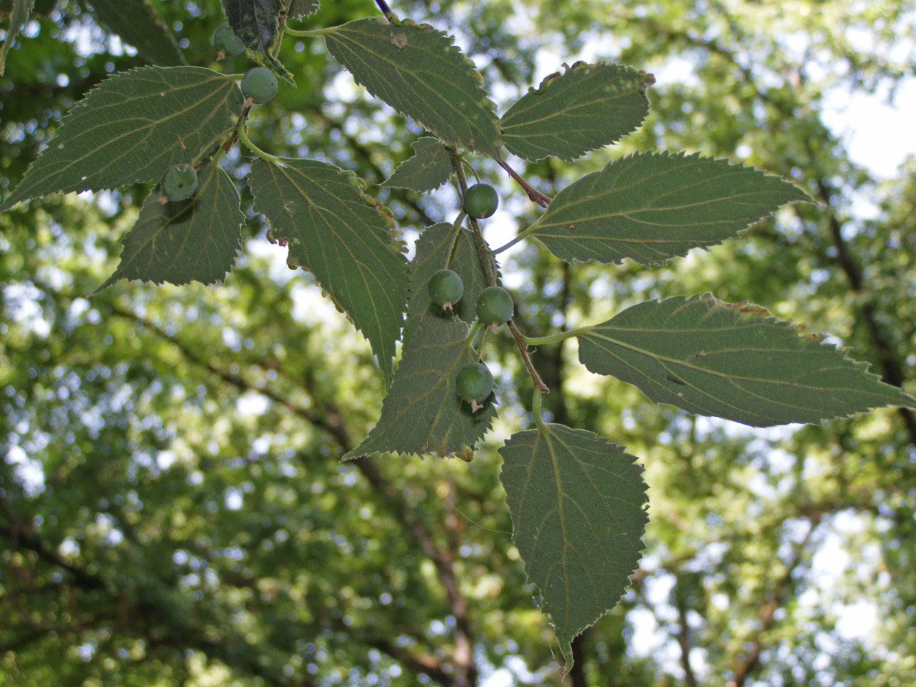 Изображение особи Celtis australis.