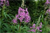 Chamaenerion angustifolium