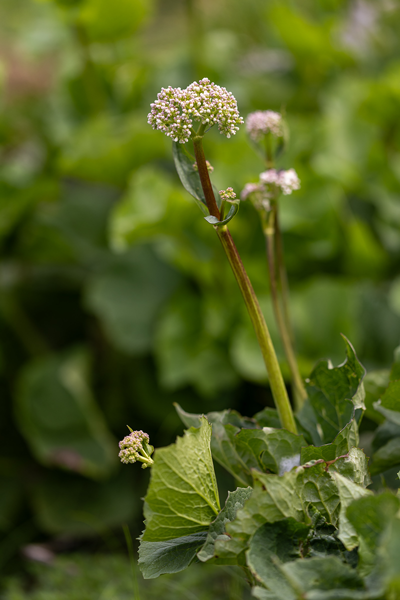 Изображение особи Valeriana alliariifolia.