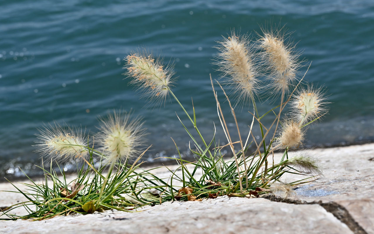 Изображение особи Pennisetum villosum.