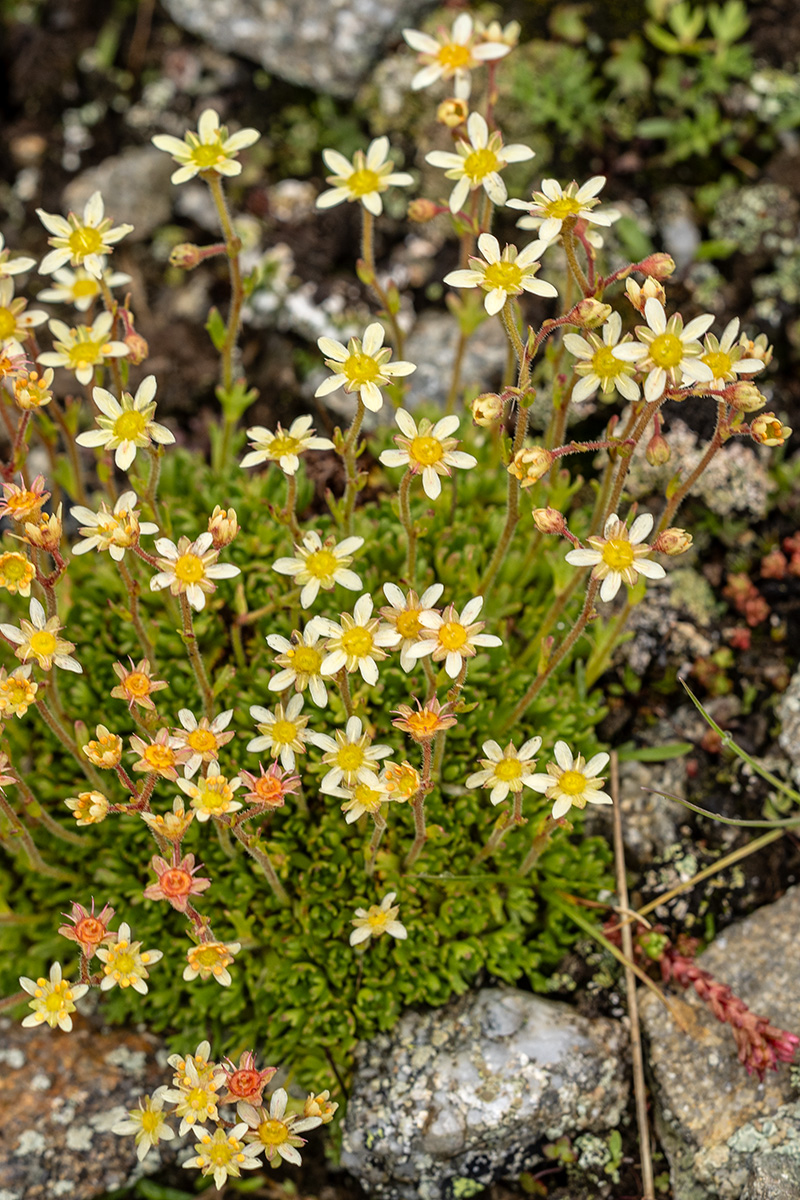 Image of Saxifraga exarata specimen.