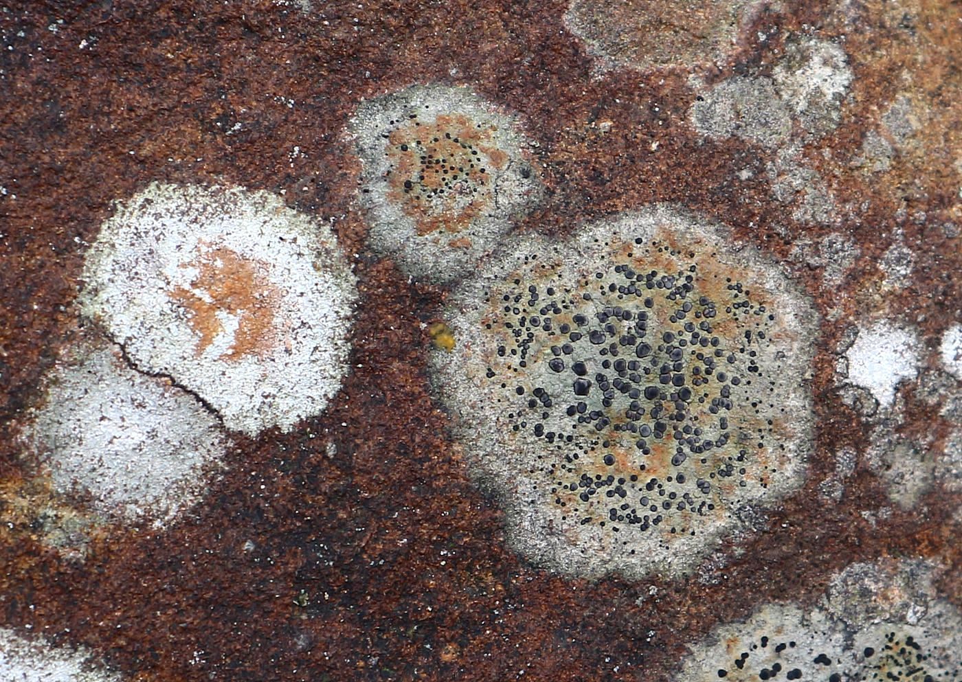Image of division Ascomycota specimen.