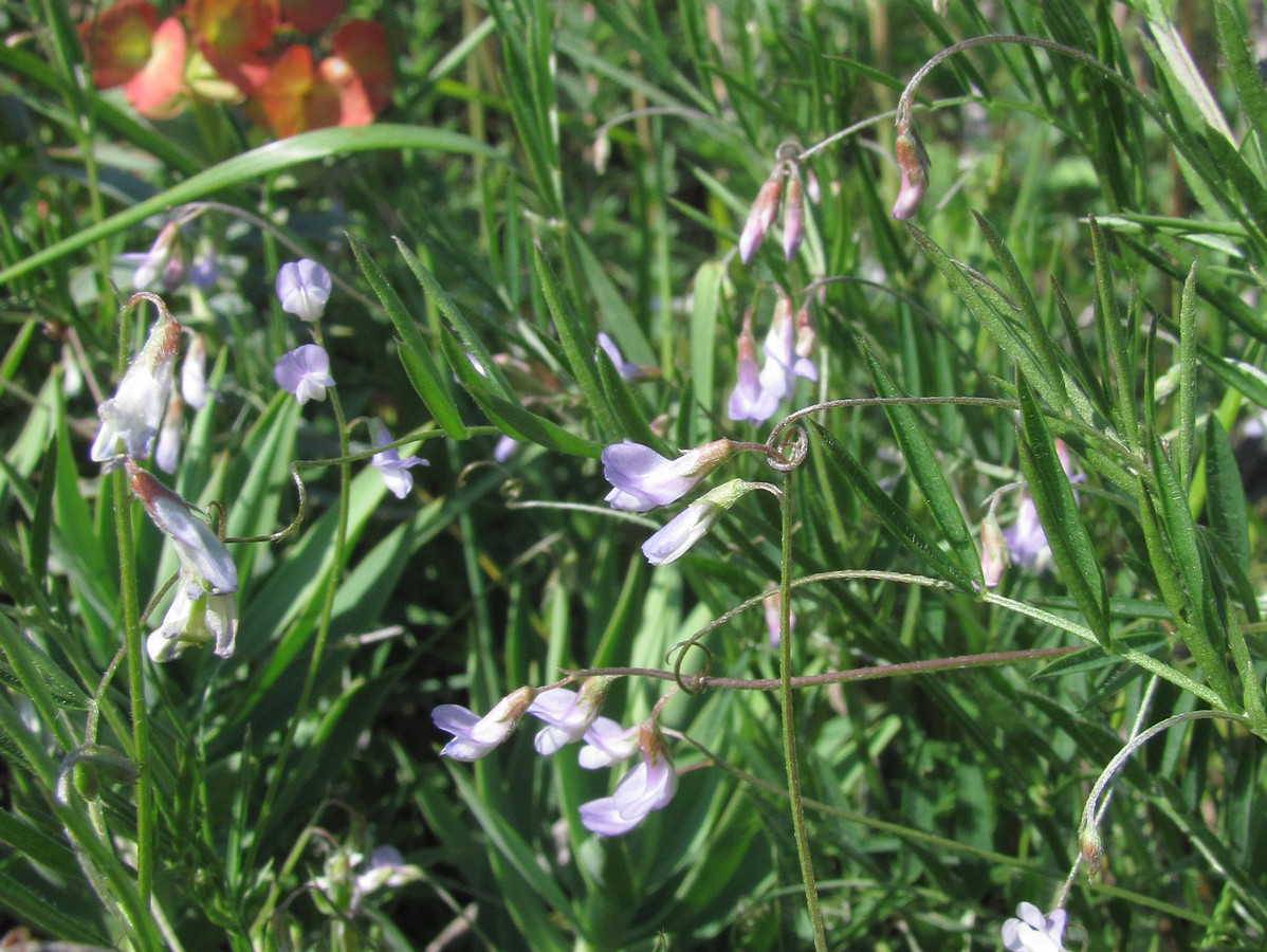 Image of Vicia tenuissima specimen.