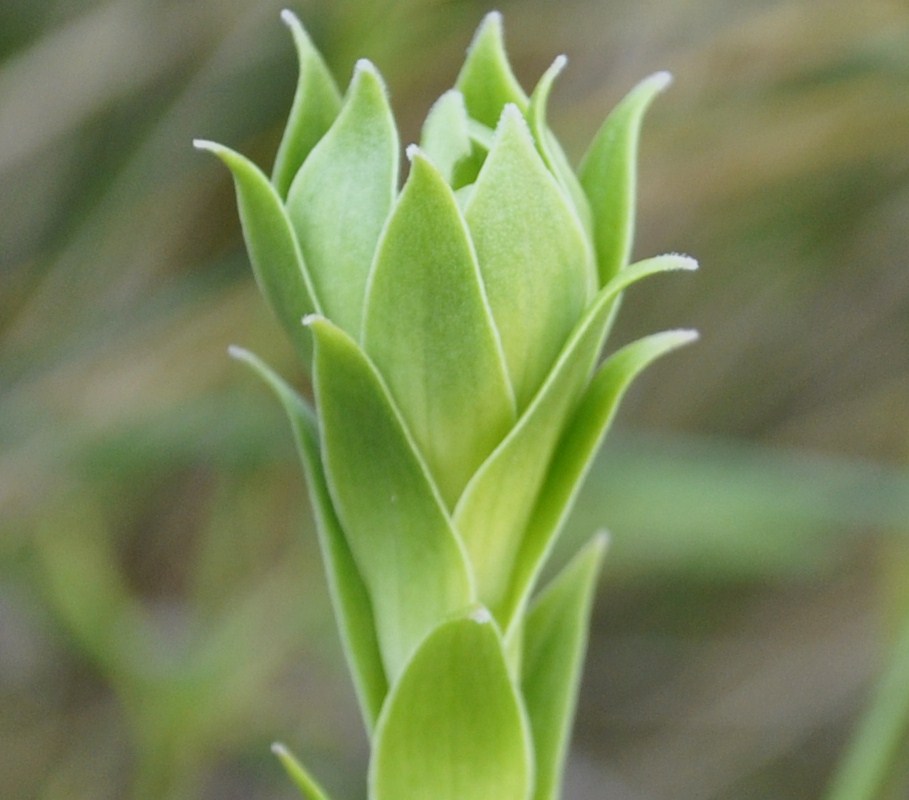 Image of Lilium candidum specimen.