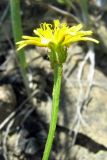Zacintha verrucosa. Цветок. Южный Берег Крыма, гора Кастель. 23.05.2011.