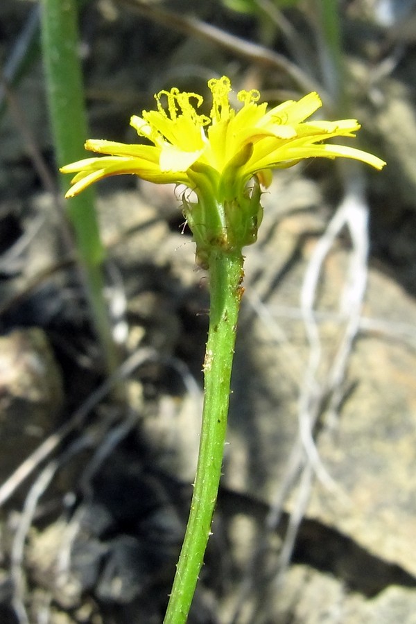 Изображение особи Zacintha verrucosa.