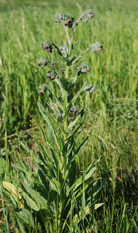 Изображение особи Cynoglossum officinale.