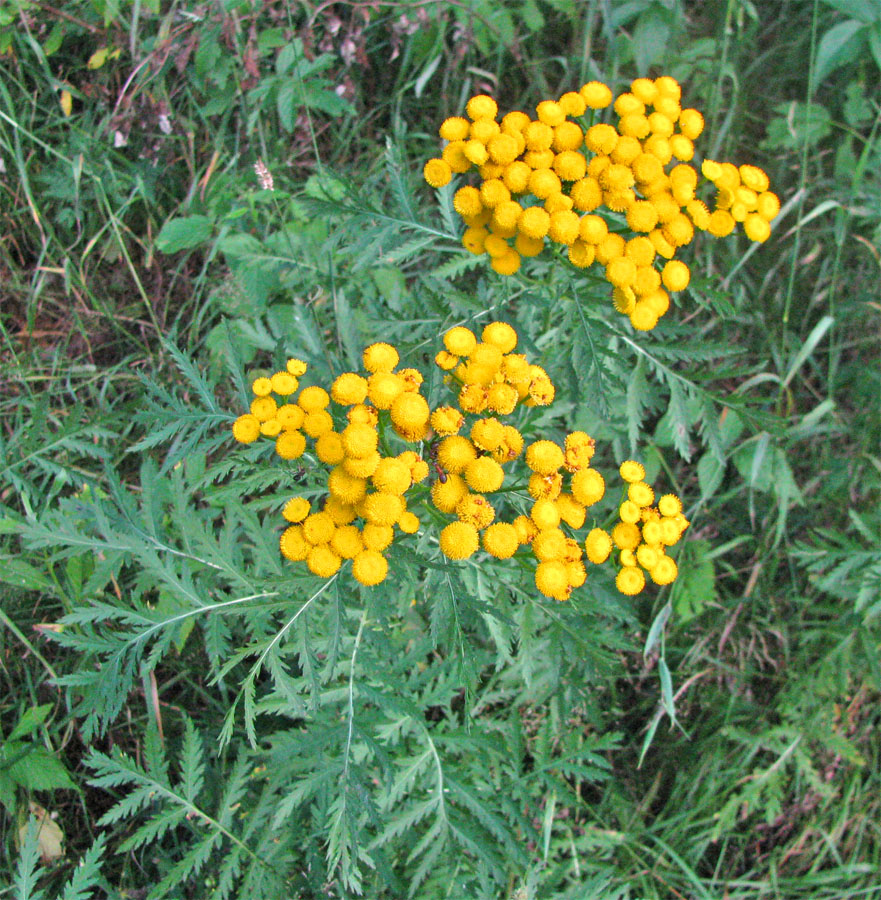 Изображение особи Tanacetum vulgare.