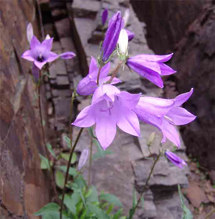 Изображение особи Campanula hohenackeri.