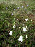 Campanula rotundifolia