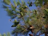 Pinus pityusa. Ветви с шишками. Новороссийский район, окрестности Абрау-Дюрсо. 28.07.2005.