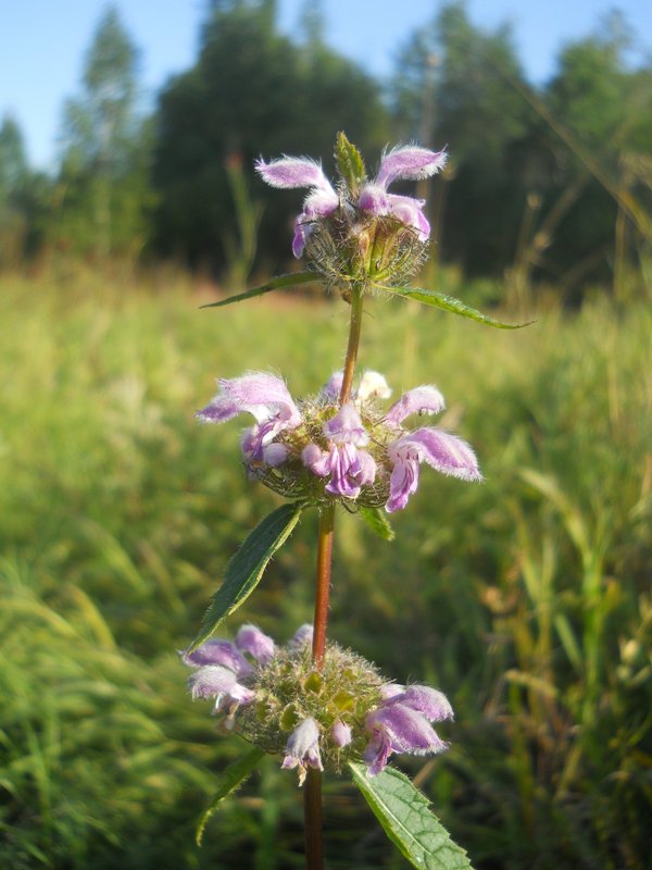 Изображение особи Phlomoides tuberosa.