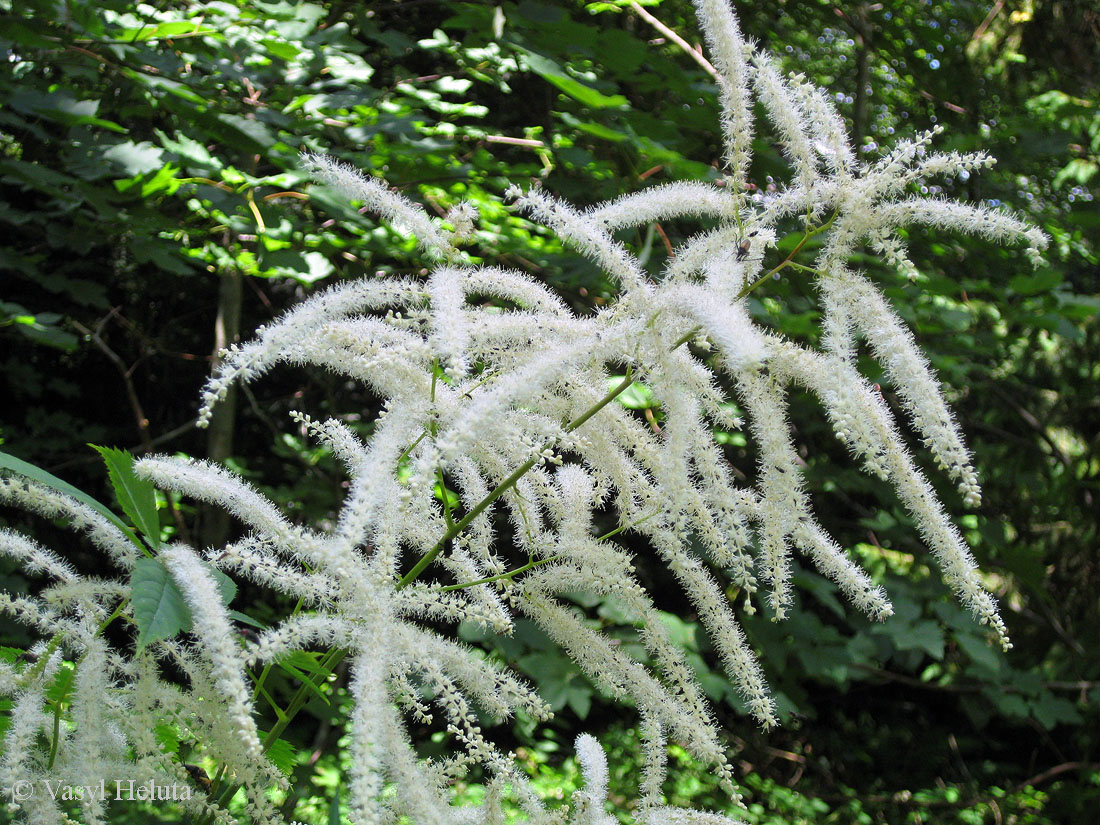 Изображение особи Aruncus sylvestris.
