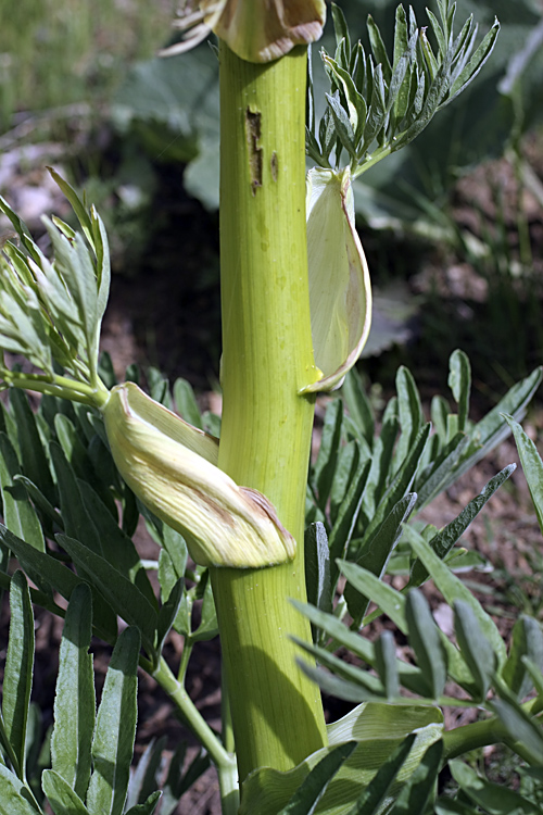 Image of Ferula tadshikorum specimen.