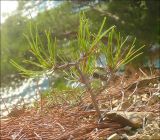 Pinus pityusa
